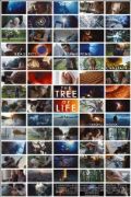 The Tree of Life